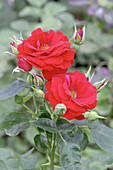 Miniature rose (Rosa 'Grand Palace')