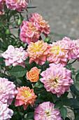 Miniature rose (Rosa 'Mandarin')