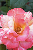 Hybrid tea rose (Rosa 'Marvelle')