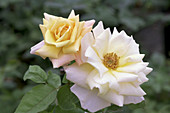 Hybrid tea rose (Rosa 'Sunny Eudora')