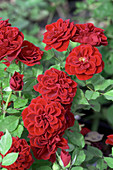 Miniature rose,Rosa 'Meillandina Prince'