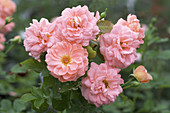 Rosa 'Renaissance Bonita'