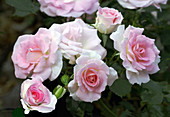Miniature rose (Rosa 'Tsuzuki')