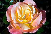 Hybrid tea rose (Rosa 'Fulton MacKay')