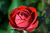 Floribunda rose (Rosa 'The Times')