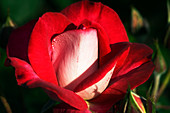 Floribunda rose (Rosa 'Molly McGredy')