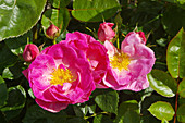Roses (Rosa Escapade = 'Harpade')