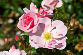 Roses (Rosa Queen Mother = 'Korquemu')
