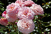 Roses (Rosa Sexy Rexy = 'Macrexy')