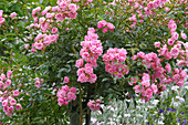 Polyantha roses (Rosa 'The Fairy')