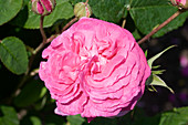 Rose (Rosa 'Madame Boll')