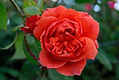Rose (Rosa 'Summer Song')