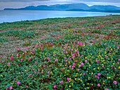 Sea Medick