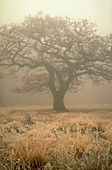 Single oak in freezing fog in winter
