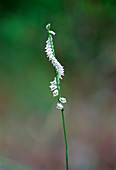 Spiranthes cernua