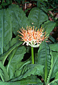 Scadoxus multiflorus ssp katherinae
