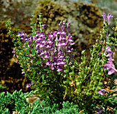 Scutellaria baicalensis