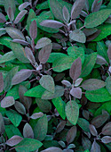 Salvia officinalis Robin Hill