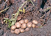 Solanum tuberosum Home Guard