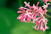 Lilac (Syringa patula)