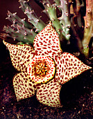 Carrion flower (Stapelia sp.)