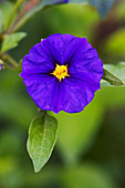 Blue potato bush flower