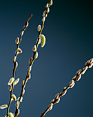 Pussy willow catkins (Salix caprea)