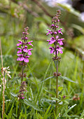 Marsh woundwort (Stachys palustris)