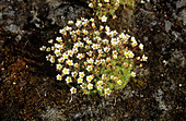 Tufted saxifrage (Saxifraga cespitosa)
