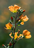 Desert globemallow (Sphaeralcea ambigua)