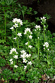 Water saxifrage (Saxifraga aquatica)