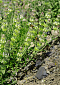 Sideritis plant (Sideritis hirsuta)