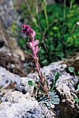 Engleria saxifrage (Saxifraga porophylla)