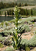 Monument plant (Swertia radiata)