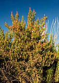 Greasewood (Sarcobatus vermiculatus)