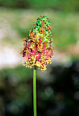 Burnet (Sanguisorba minor ssp. minor)