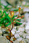 Saxifrage tridactylites