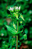 Chickweed (Stellaria media ssp. media)