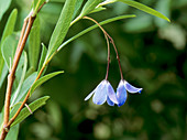 Sollya heterophylla