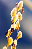 White willow catkins (Salix alba)