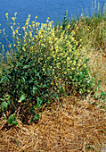 Hedge mustard (Sisymbrium officinale)