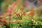 Ural False Spirea,Sorbaria sorbifolia