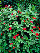 Salvia microphylla var microphylla