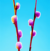 Pussy willow catkins (Salix sp.)