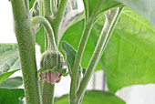 Solanum melongena 'Black Beauty'
