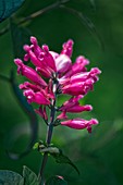 Rosy-leaf sage (Salvia involucrata)