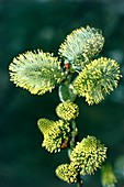 Goat willow catkins (Salix caprea)