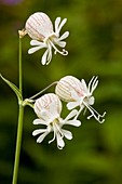 Bladder campion (Silene vulgaris)