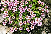 Saxifraga oppositifolia flowers