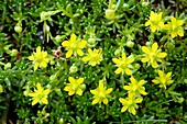 Saxifraga aizoides flowers